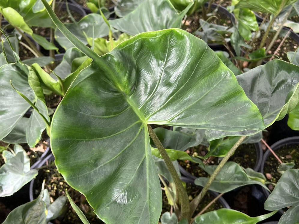 Alocasia 'Stingray'