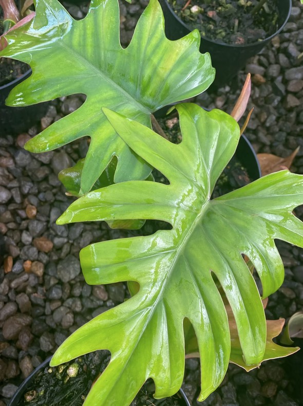 Philodendron Mayoi 'Tahiti'