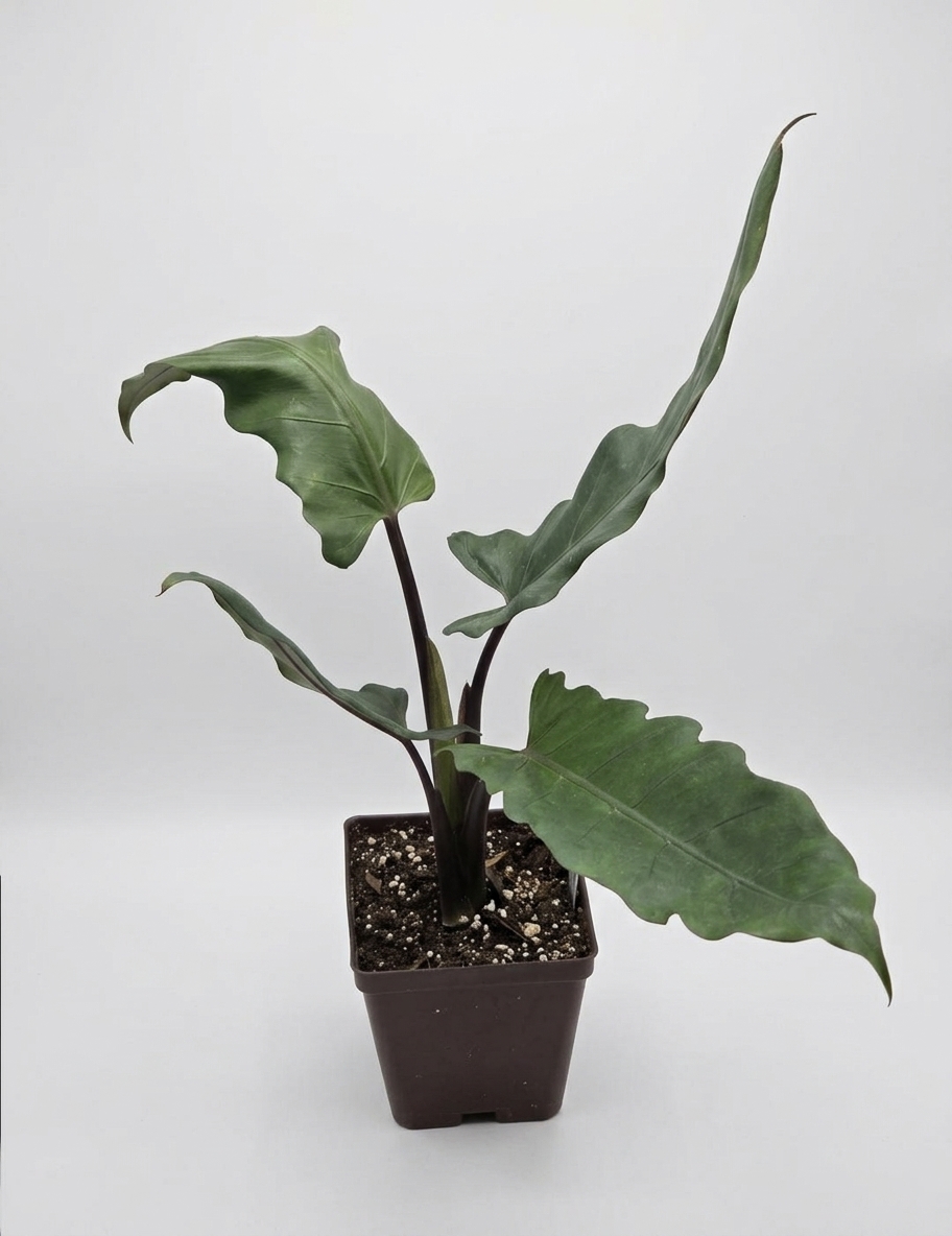 Alocasia Lauterbachiana 'Purple Sword'