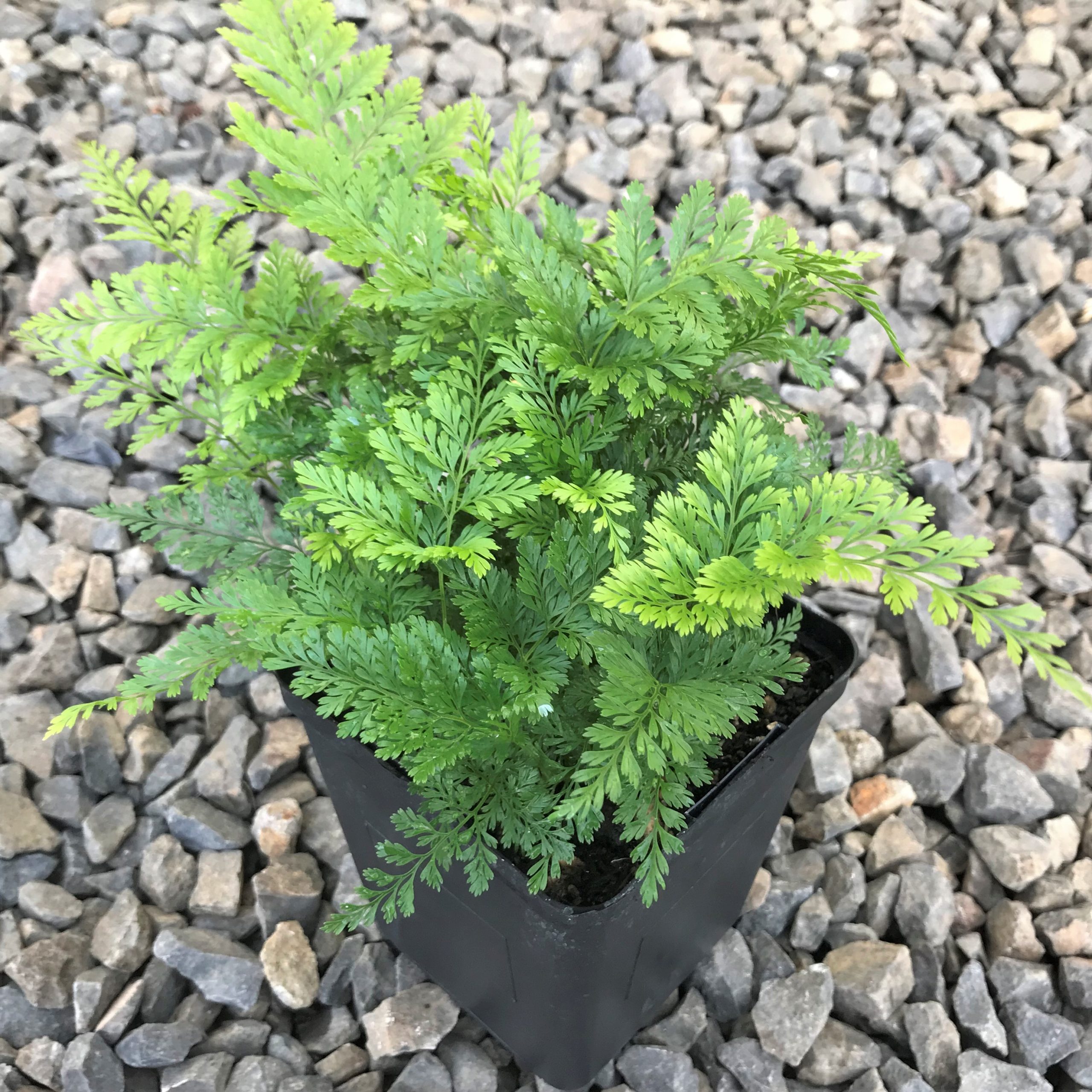 Davallia feejensis 'Rabbit's Foot Fern'