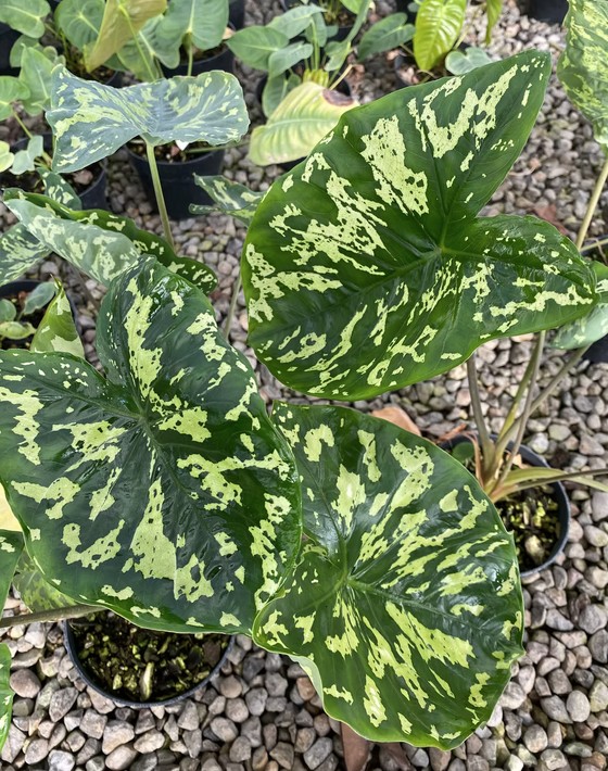 Alocasia 'Hilo Beauty'