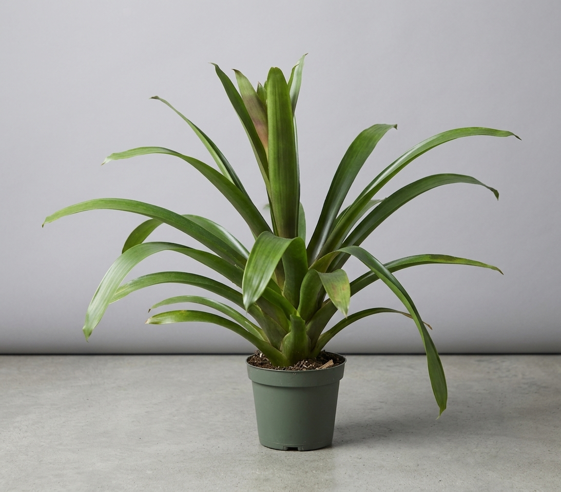 Bromeliad