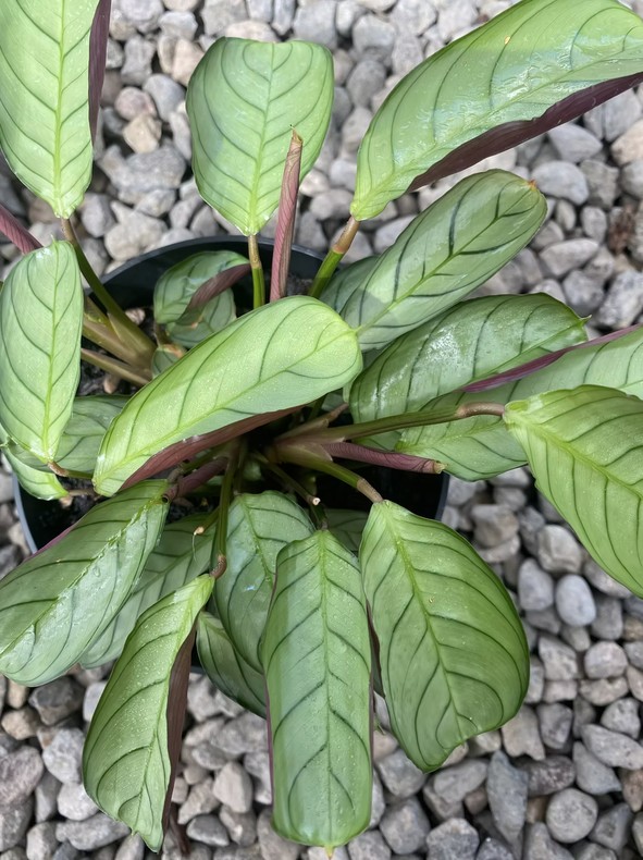 Ctenanthe Burle-Marxii 'Amagris'
