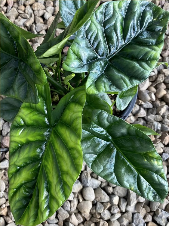Alocasia 'Sinuata'