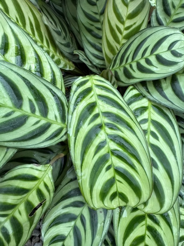 Ctenanthe Burle-Marxii