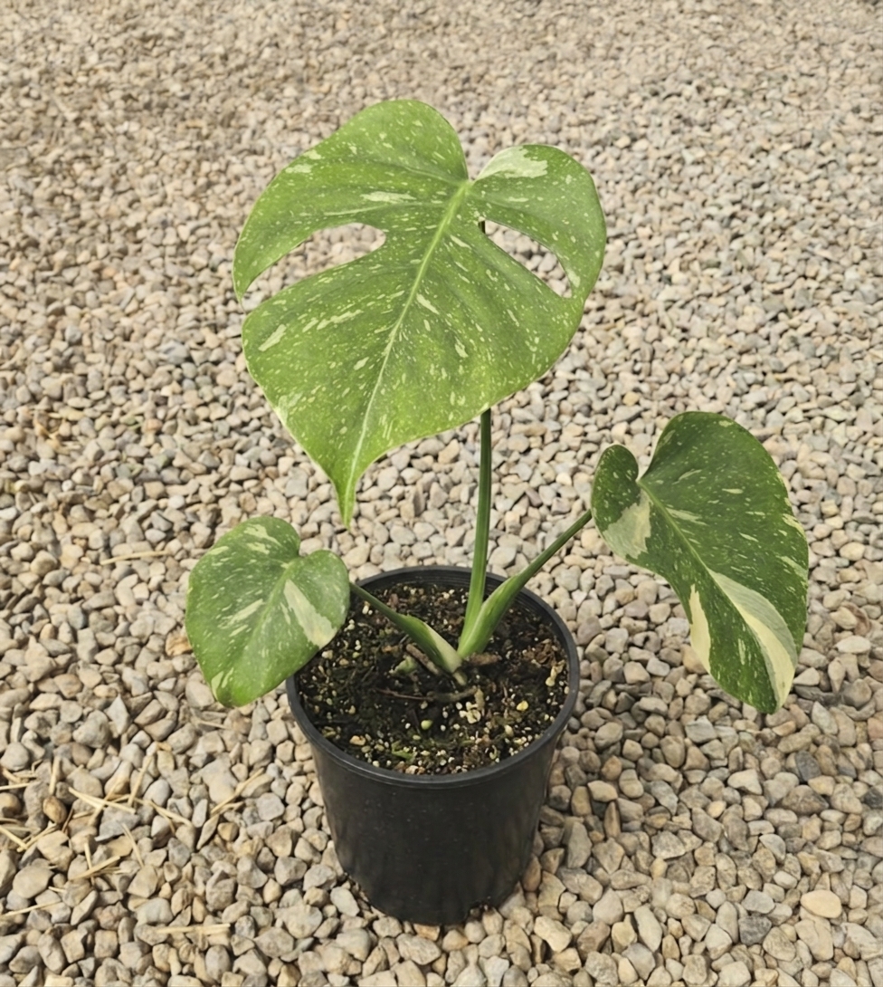 Monstera deliciosa 'Thai Constellation'
