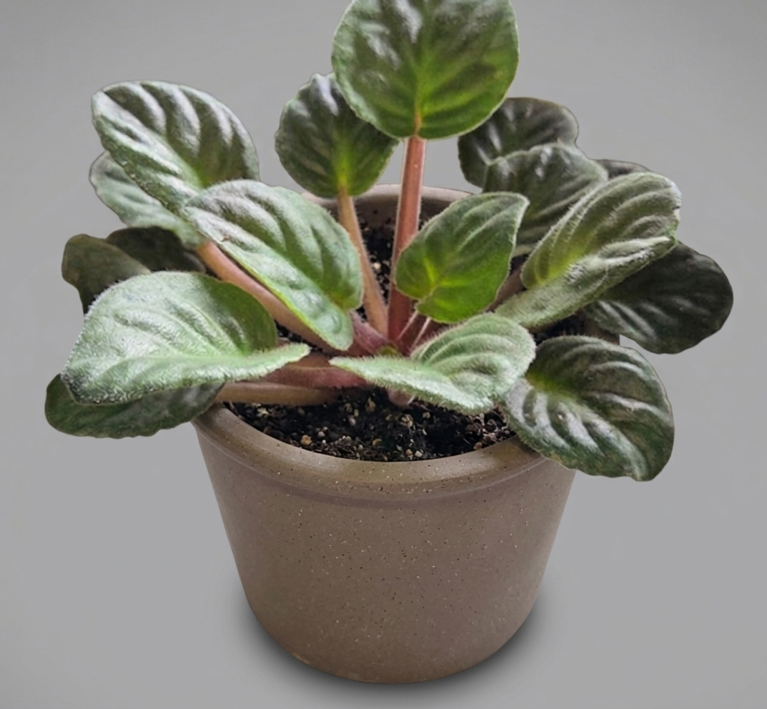 Saintpaulia 'African Violet'