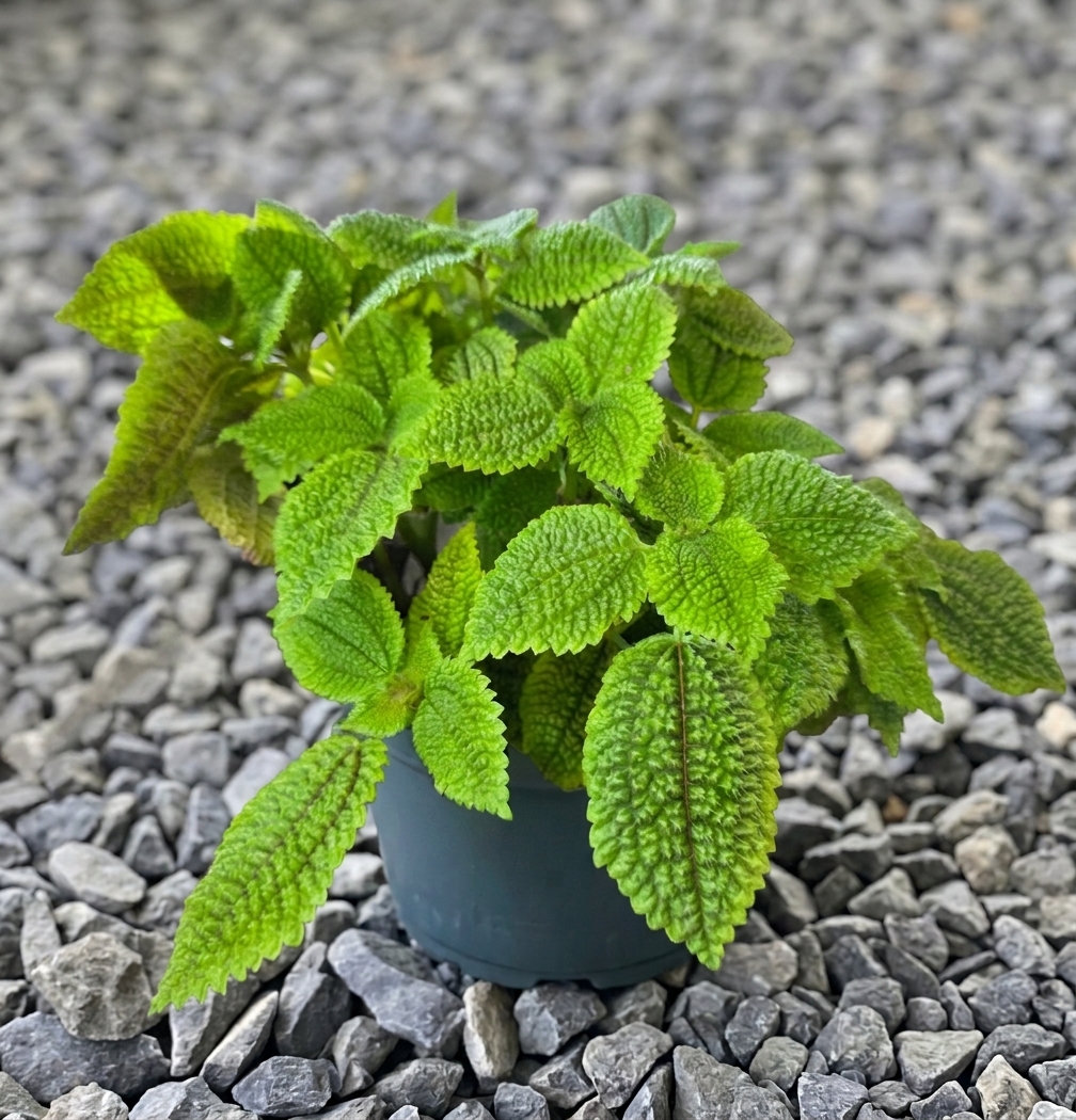 Pilea 'Moon Valley'