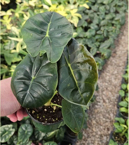 Alocasia 'Golden Bone'