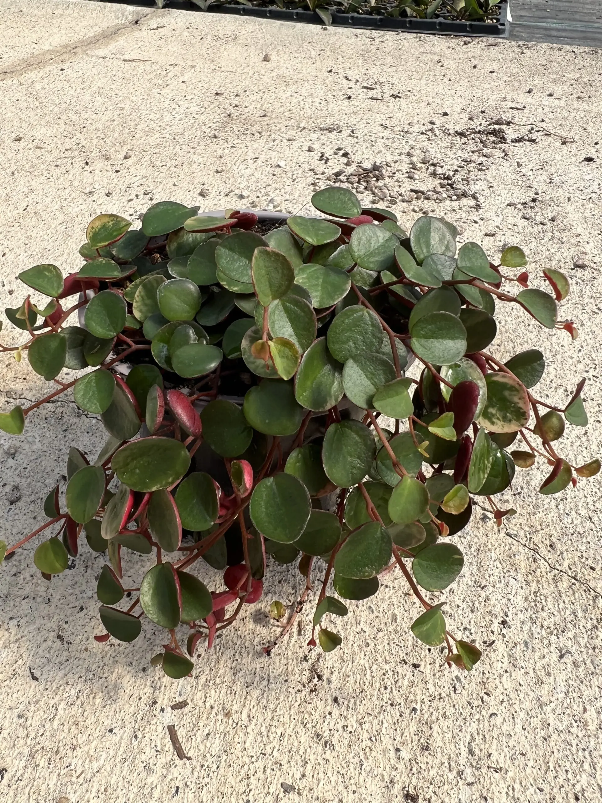 Peperomia 'Ruby Cascade'