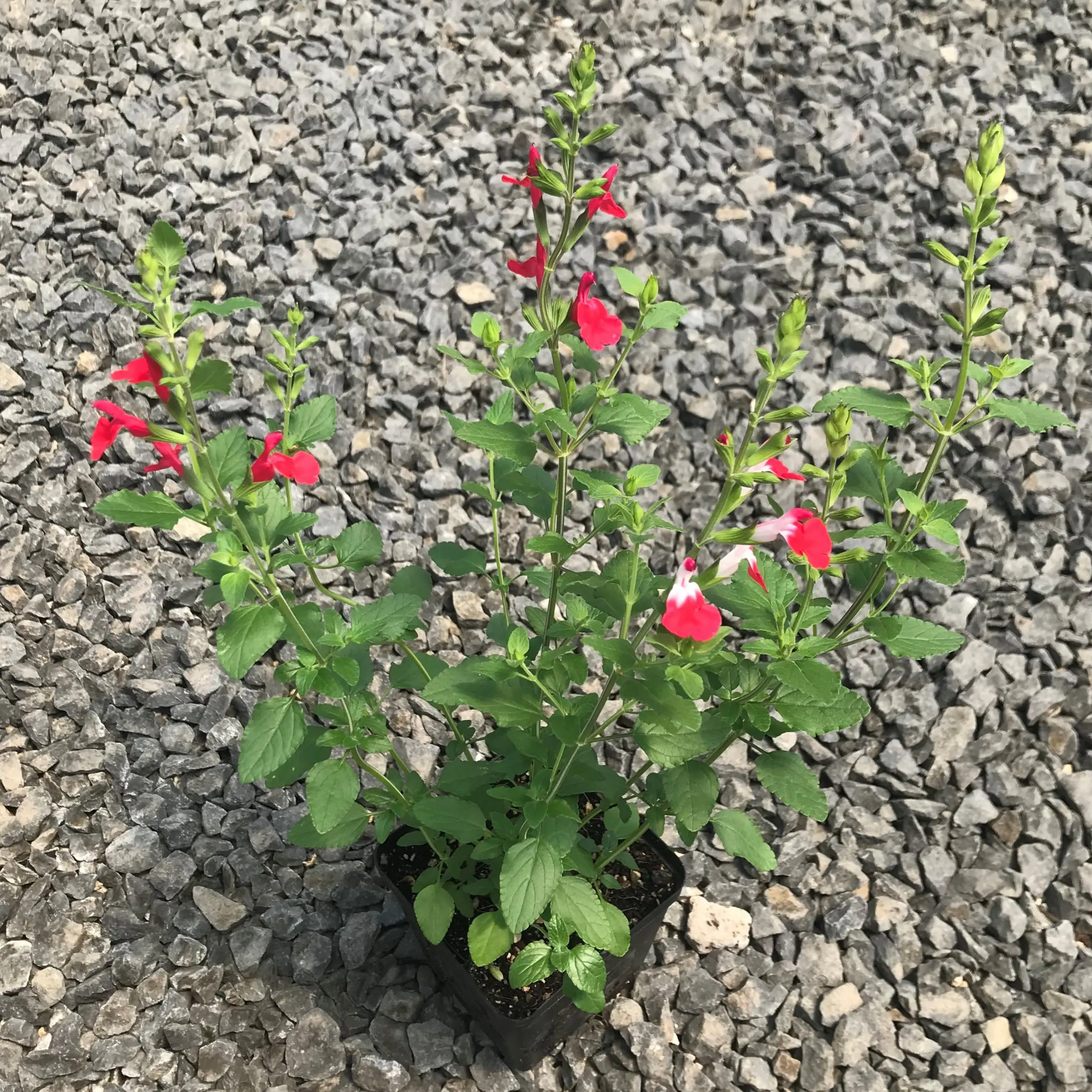 Salvia microphylla 'Hot Lips'