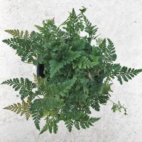 Davallia tyermanii 'White Rabbit's Foot Fern'