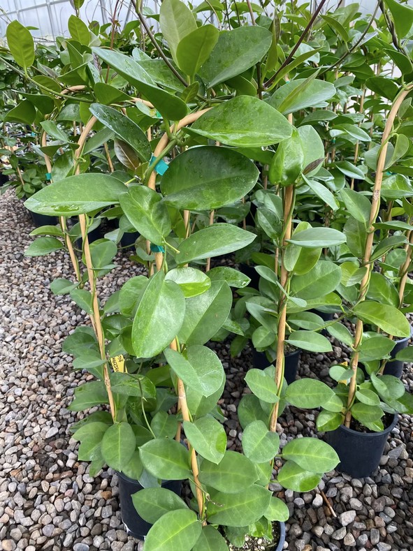 Hoya Skinneriana