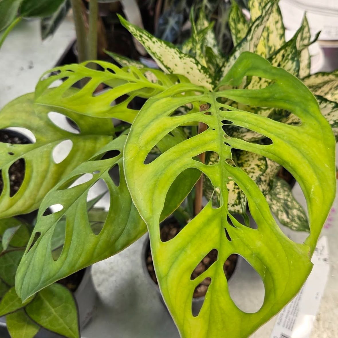 Monstera Esqueleto