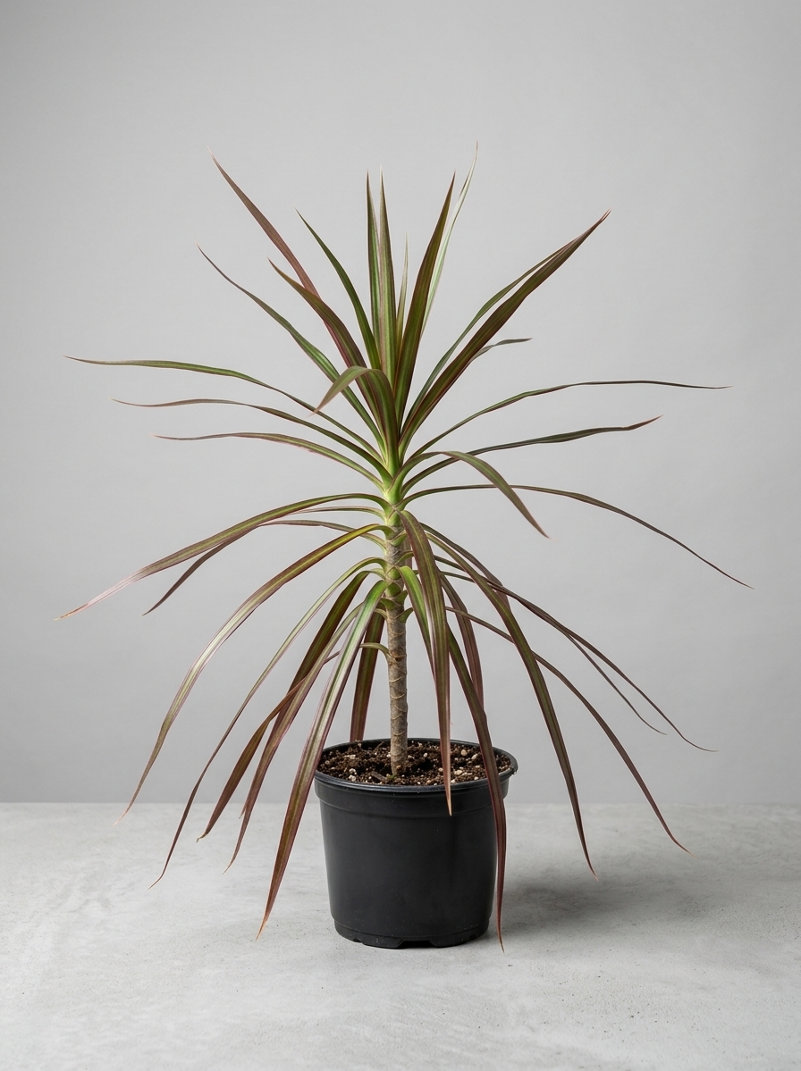 Dracanea 'Dragon Tree'