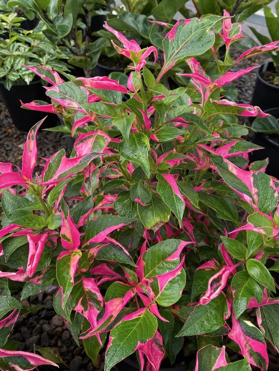 Alternanthera 'Party Time'