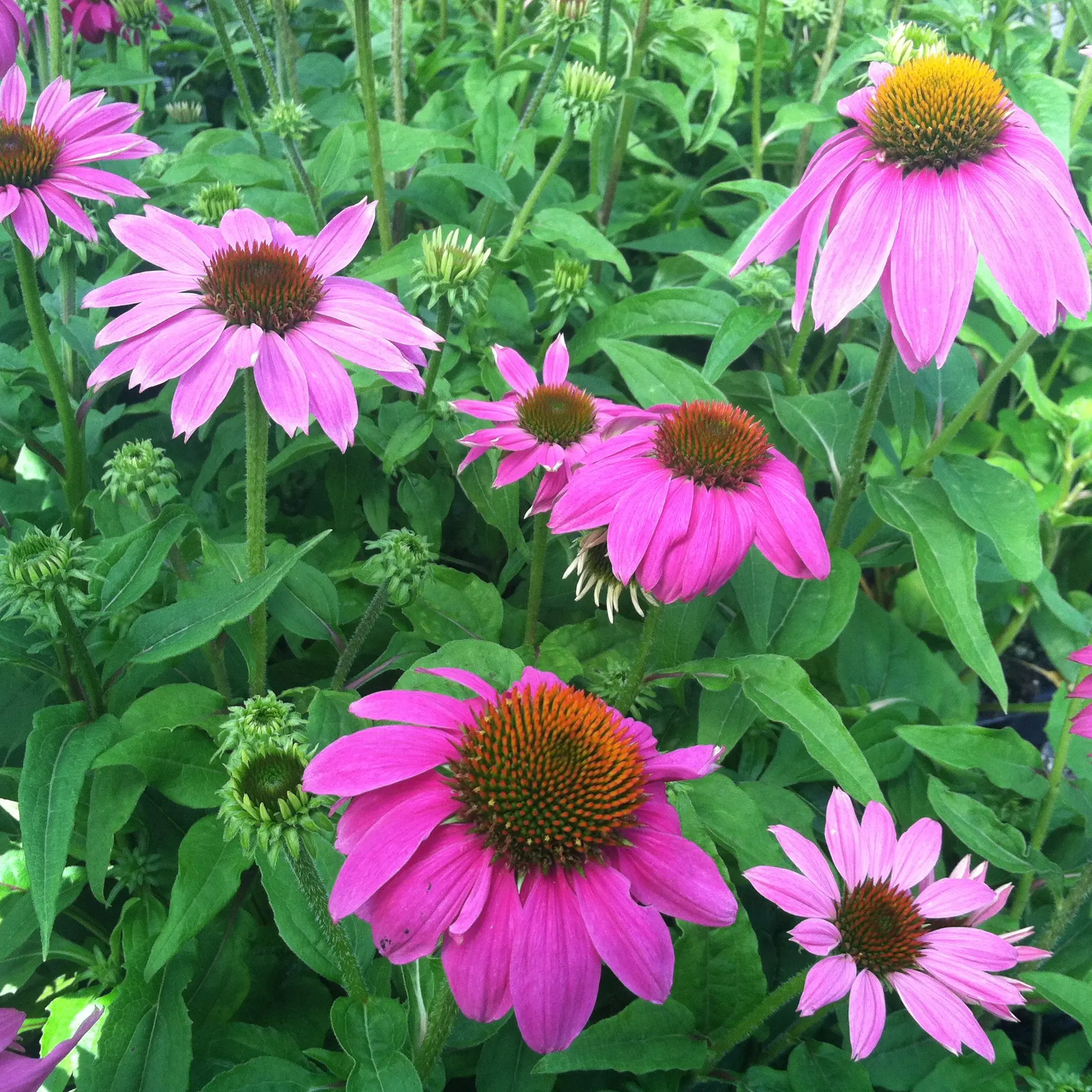 Echinacea purpurea 'Pow Wow Wild Berry'