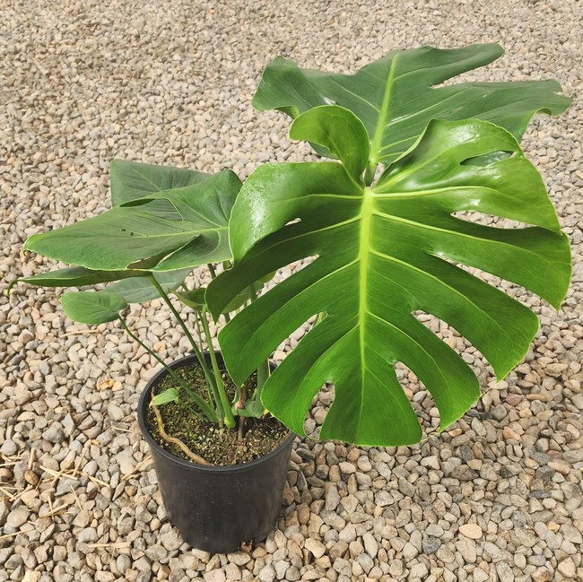 Monstera Deliciosa
