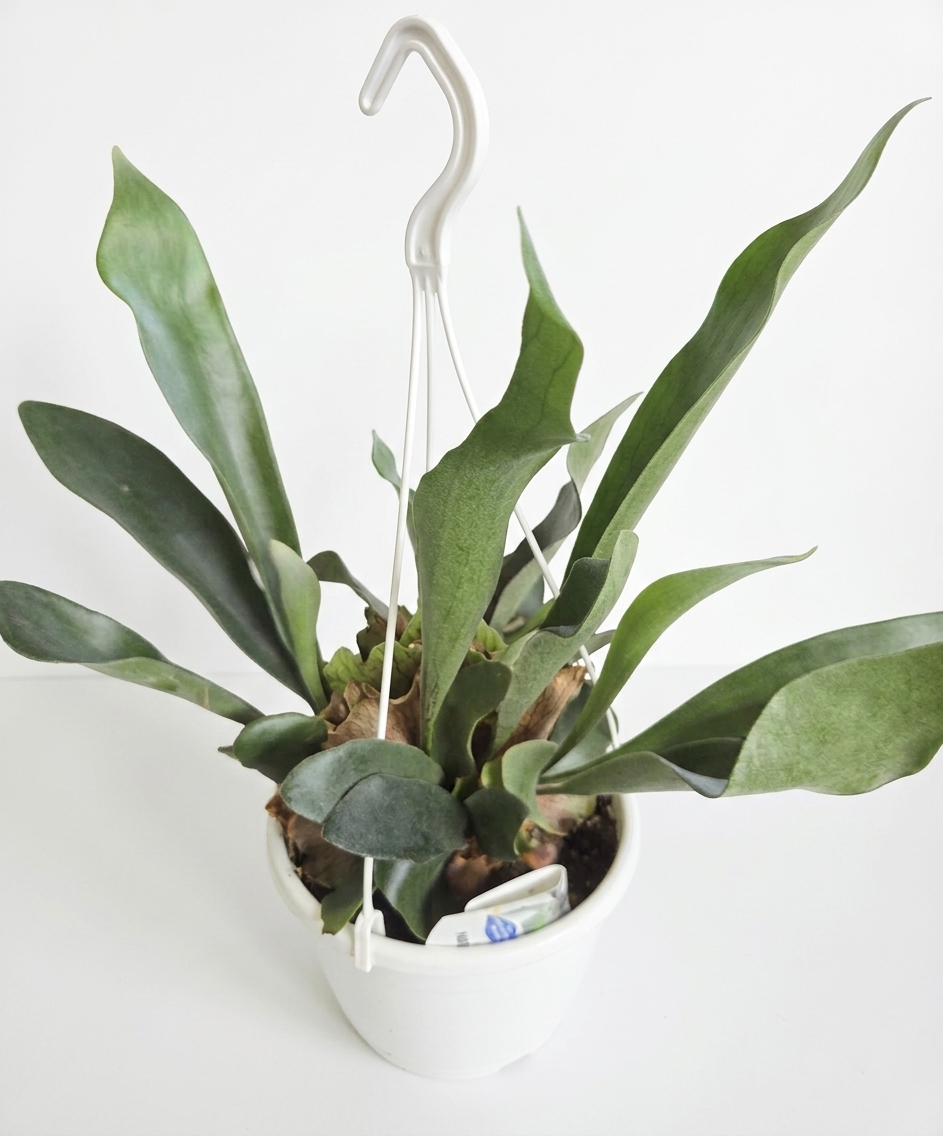 Platycerium 'Staghorn Fern'