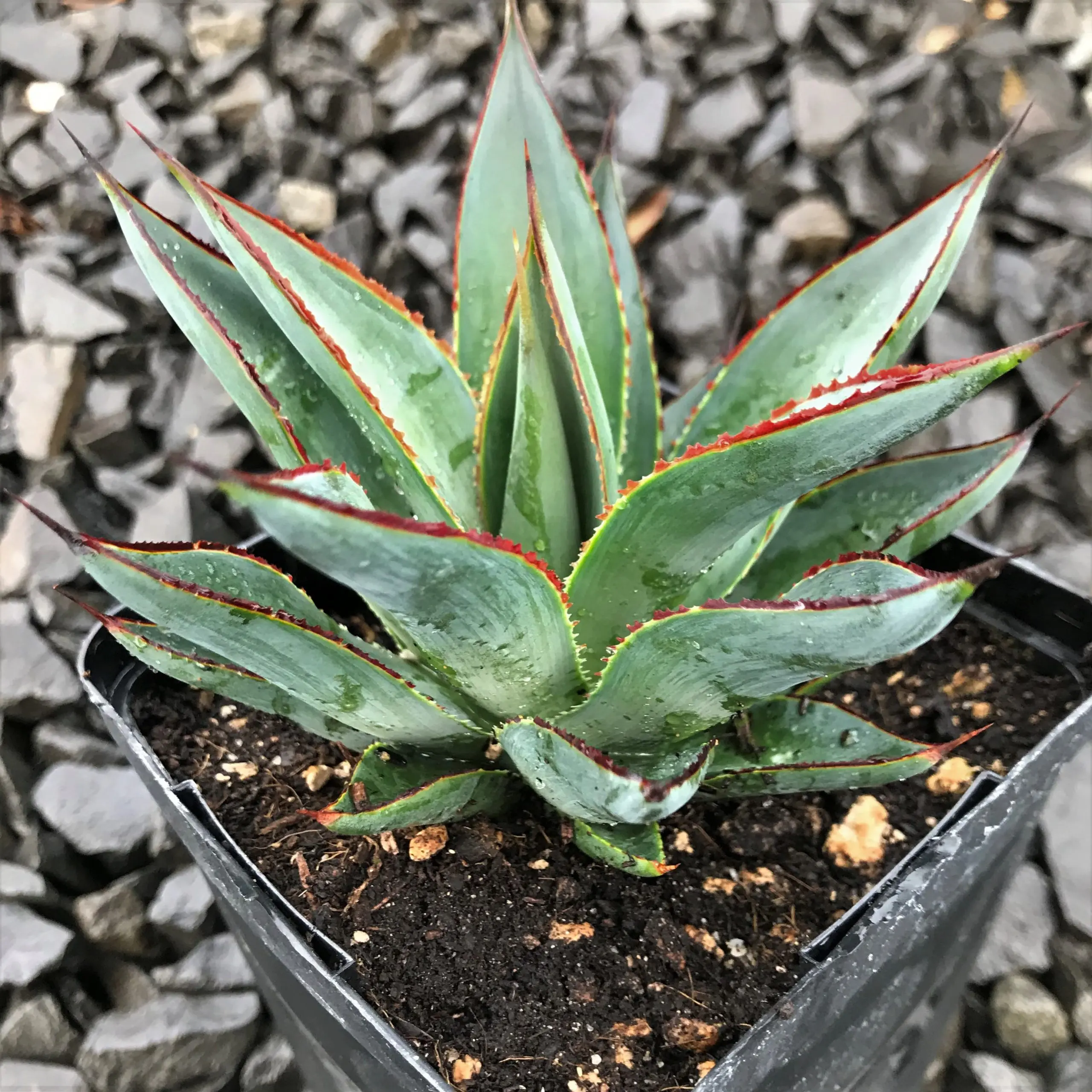 Agave 'Blue Glow'