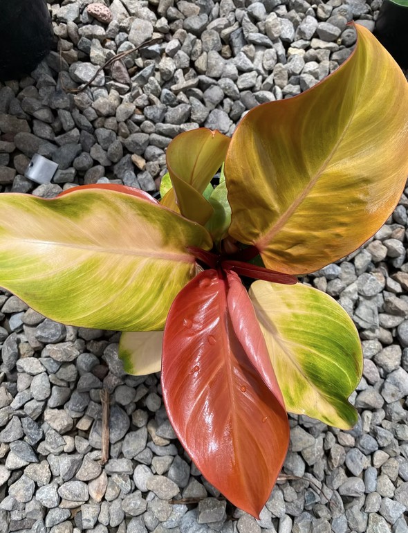 Philodendron 'Cherry Red'