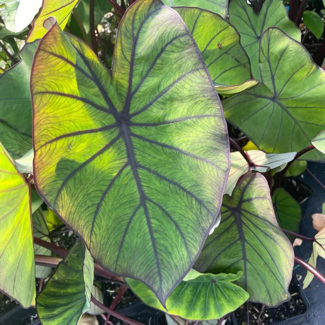 Colocasia esculenta 'Blue Hawaii'