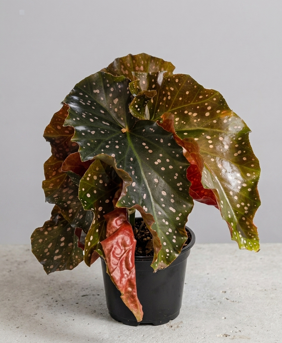 Begonia maculata 'Pink Spot'
