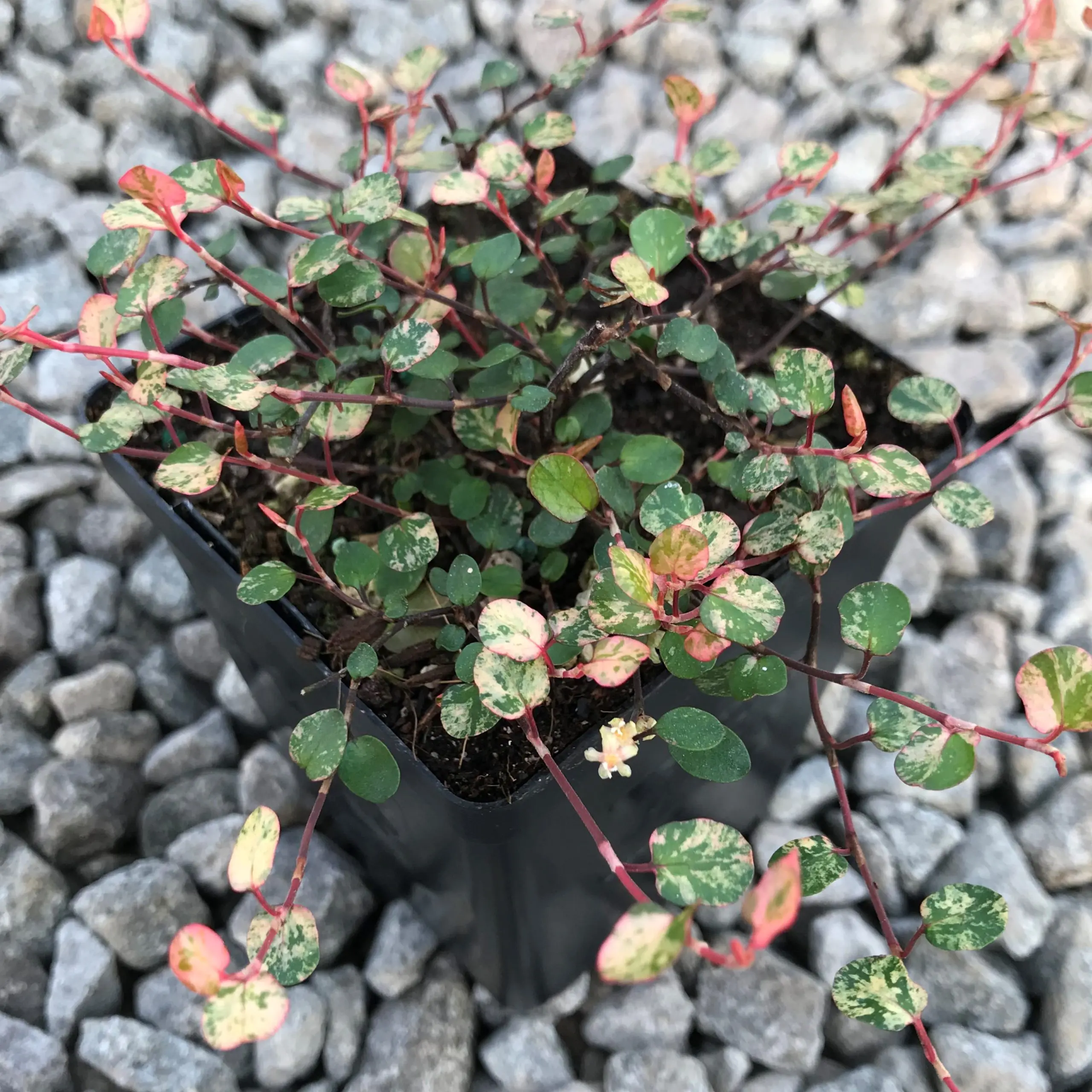 Muehlenbeckia axillaris 'Tricolor'